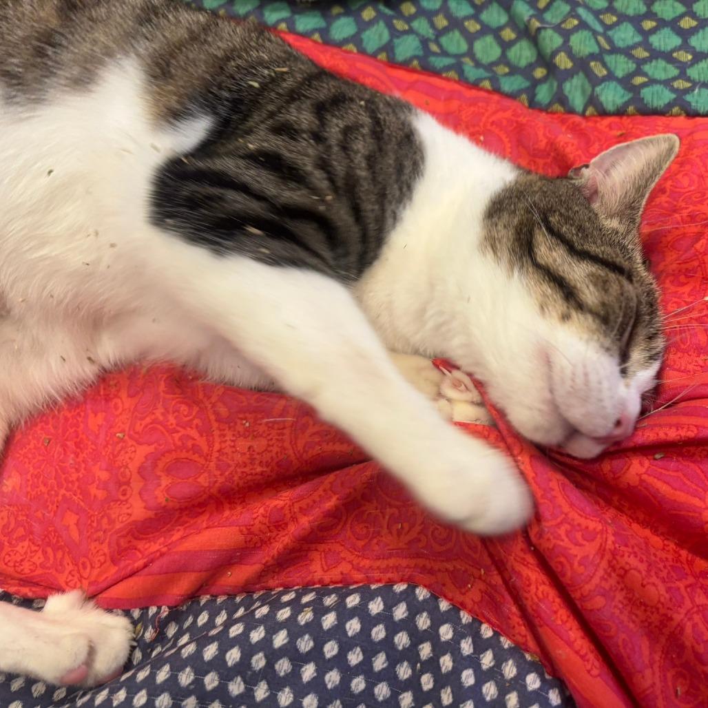 Cleffa, a Adoptable Domestic Short Hair in Charlottesville, VA image 3/6