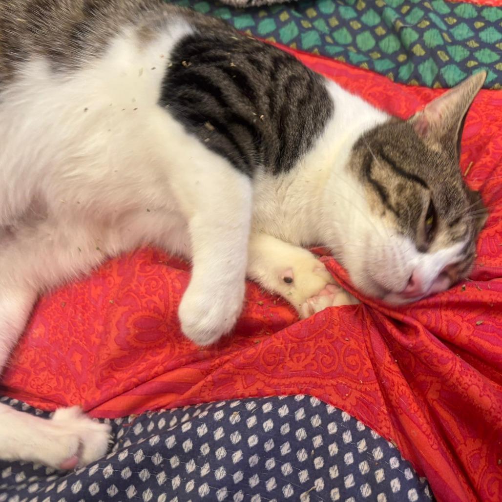 Cleffa, a Adoptable Domestic Short Hair in Charlottesville, VA image 4/6