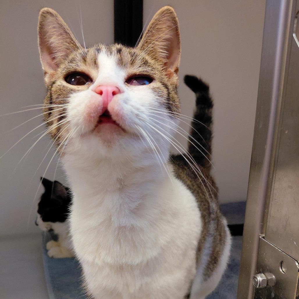 Cleffa, a Adoptable Domestic Short Hair in Charlottesville, VA image 5/6
