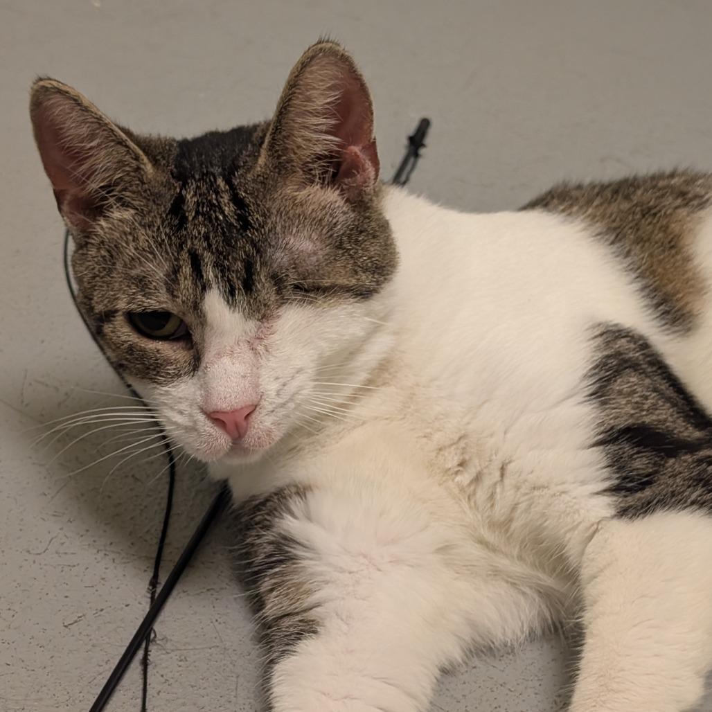 Enlarge Cleffa, a Adoptable Domestic Short Hair in Charlottesville, VA image 5/6