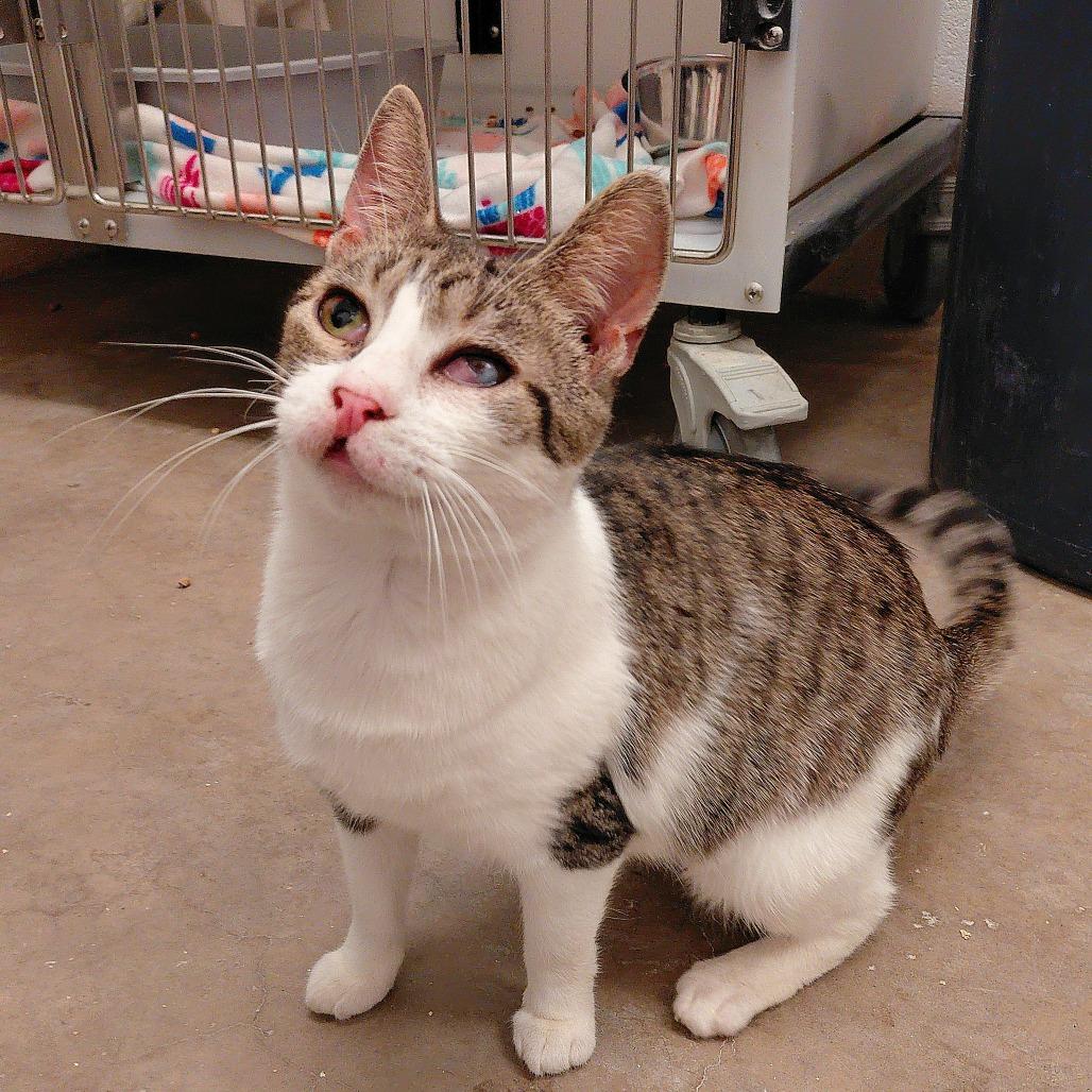 Cleffa, a Adoptable Domestic Short Hair in Charlottesville, VA image 6/6