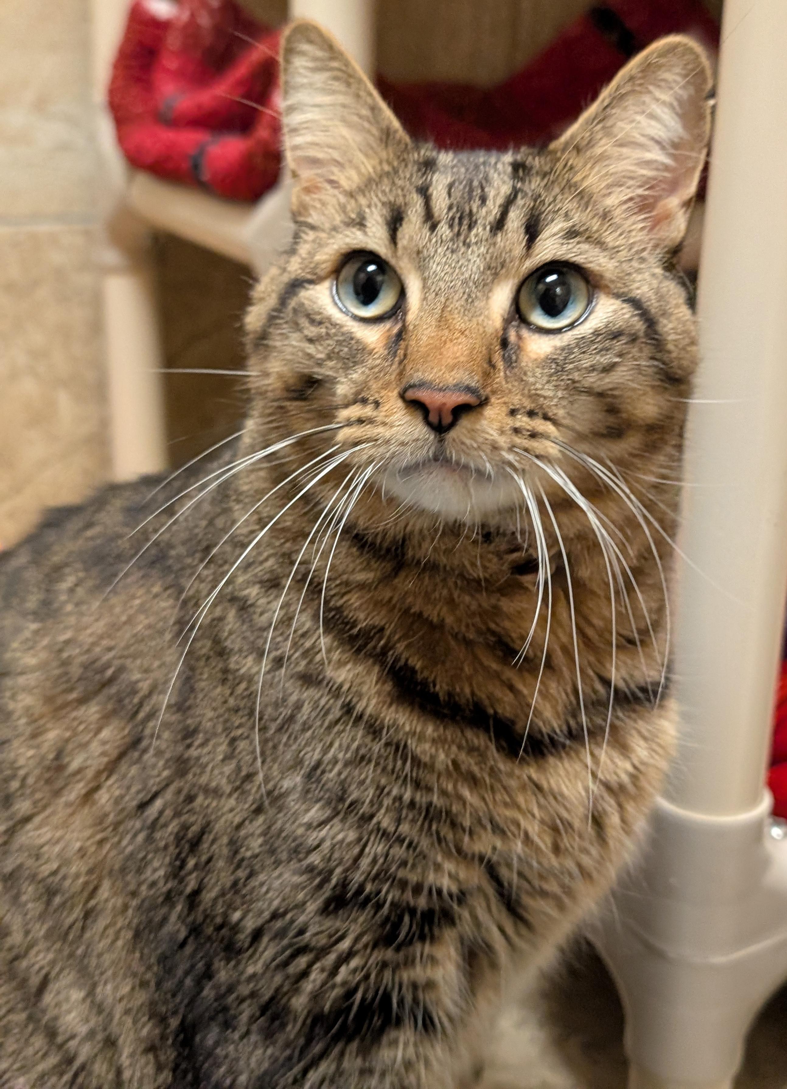 Enlarge Sky - Reduced Fee, a Adoptable Domestic Short Hair in Jefferson, WI image 2/2