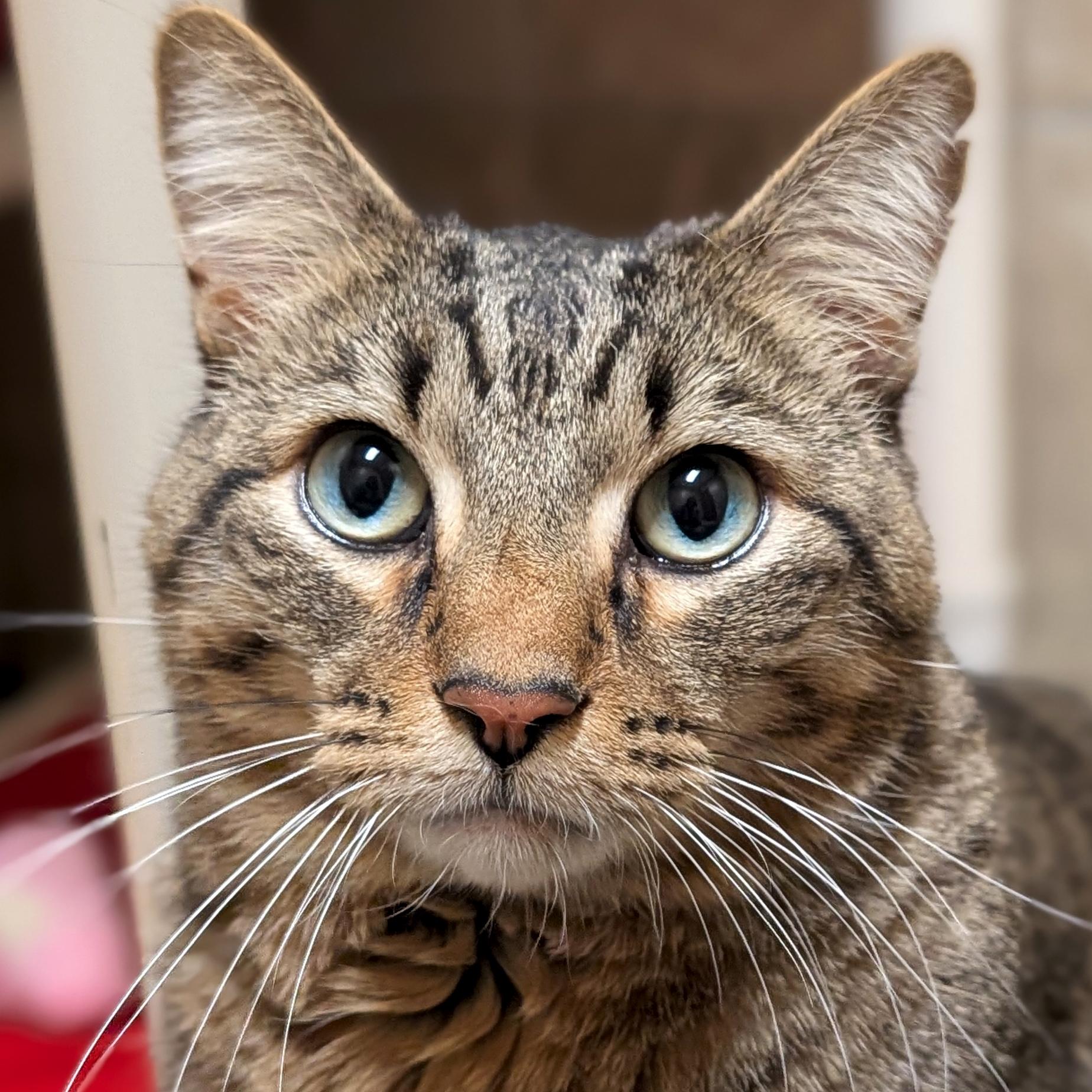 Sky - Reduced Fee, Adoptable, Adult Male Domestic Short Hair.