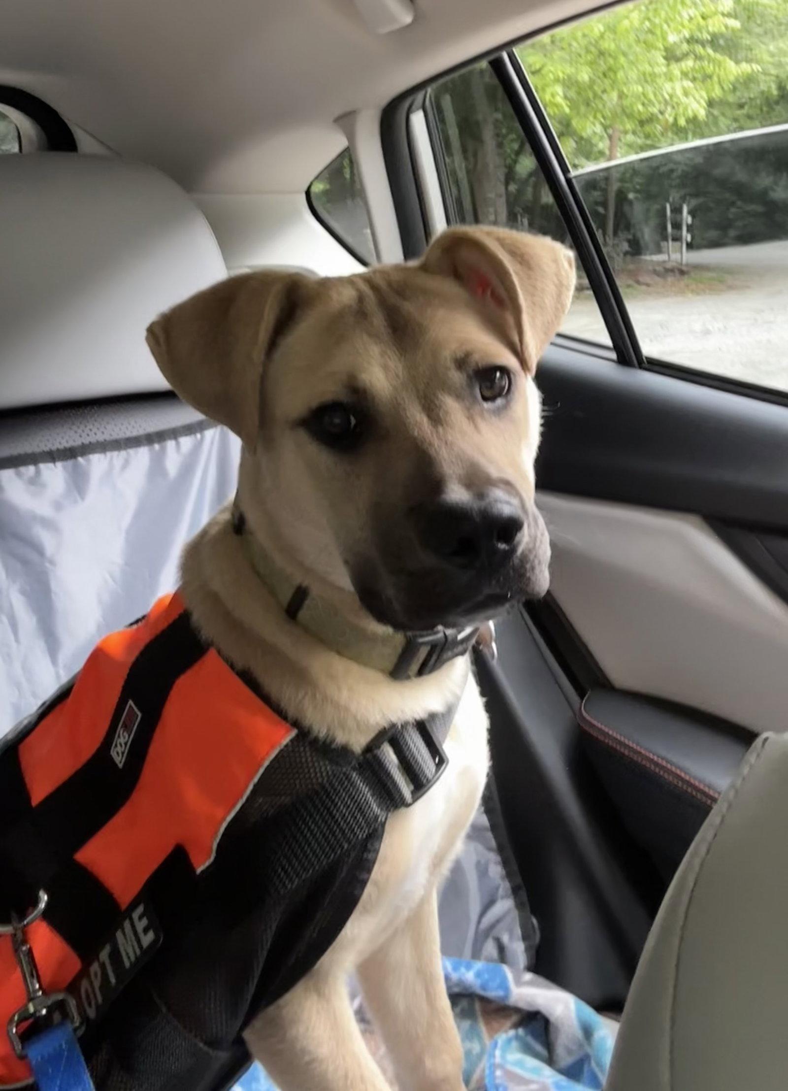 Sloane, Adoptable, Young Female Mixed Breed.