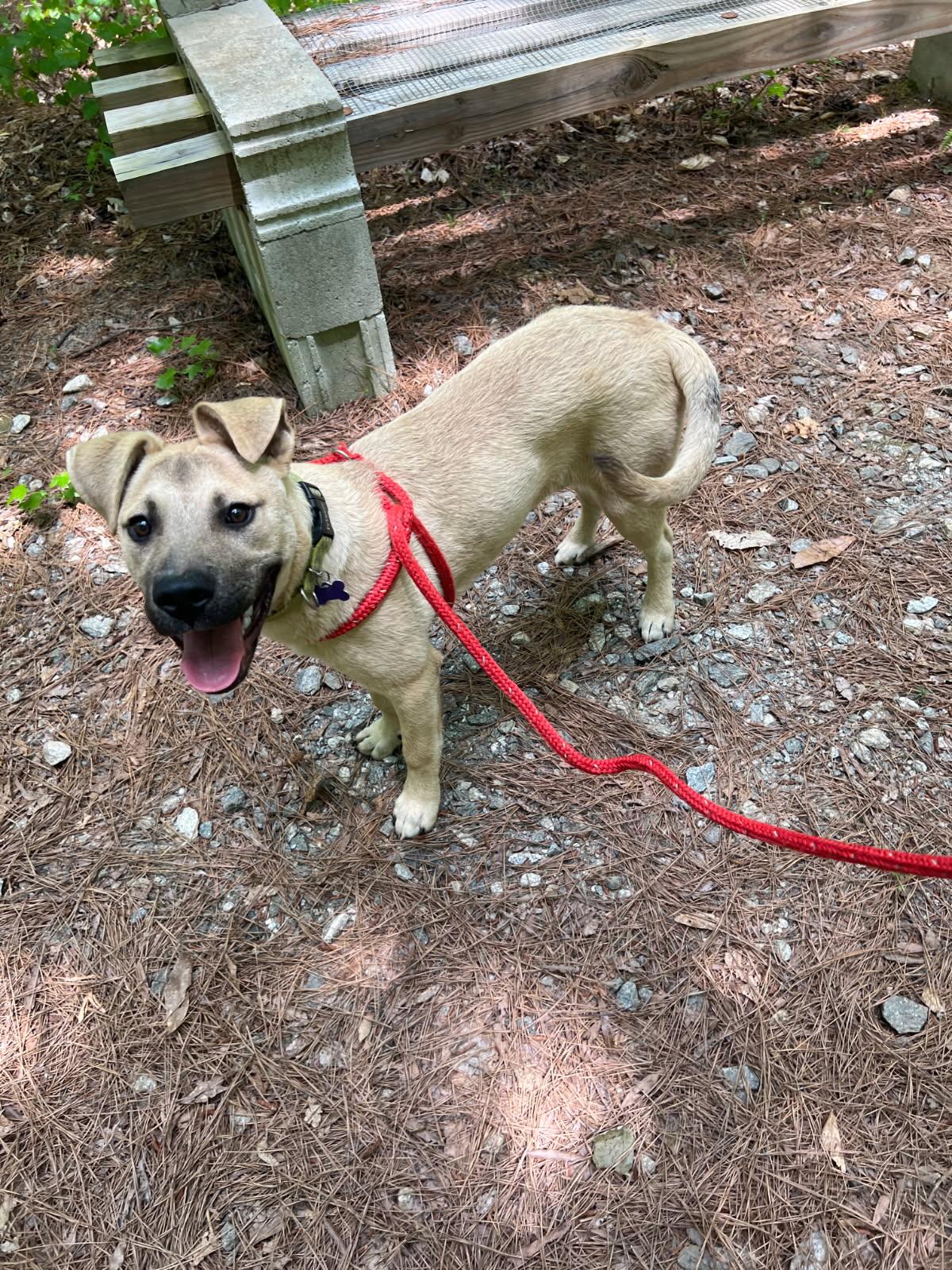 Sloane, Adoptable, Young Female Mixed Breed.