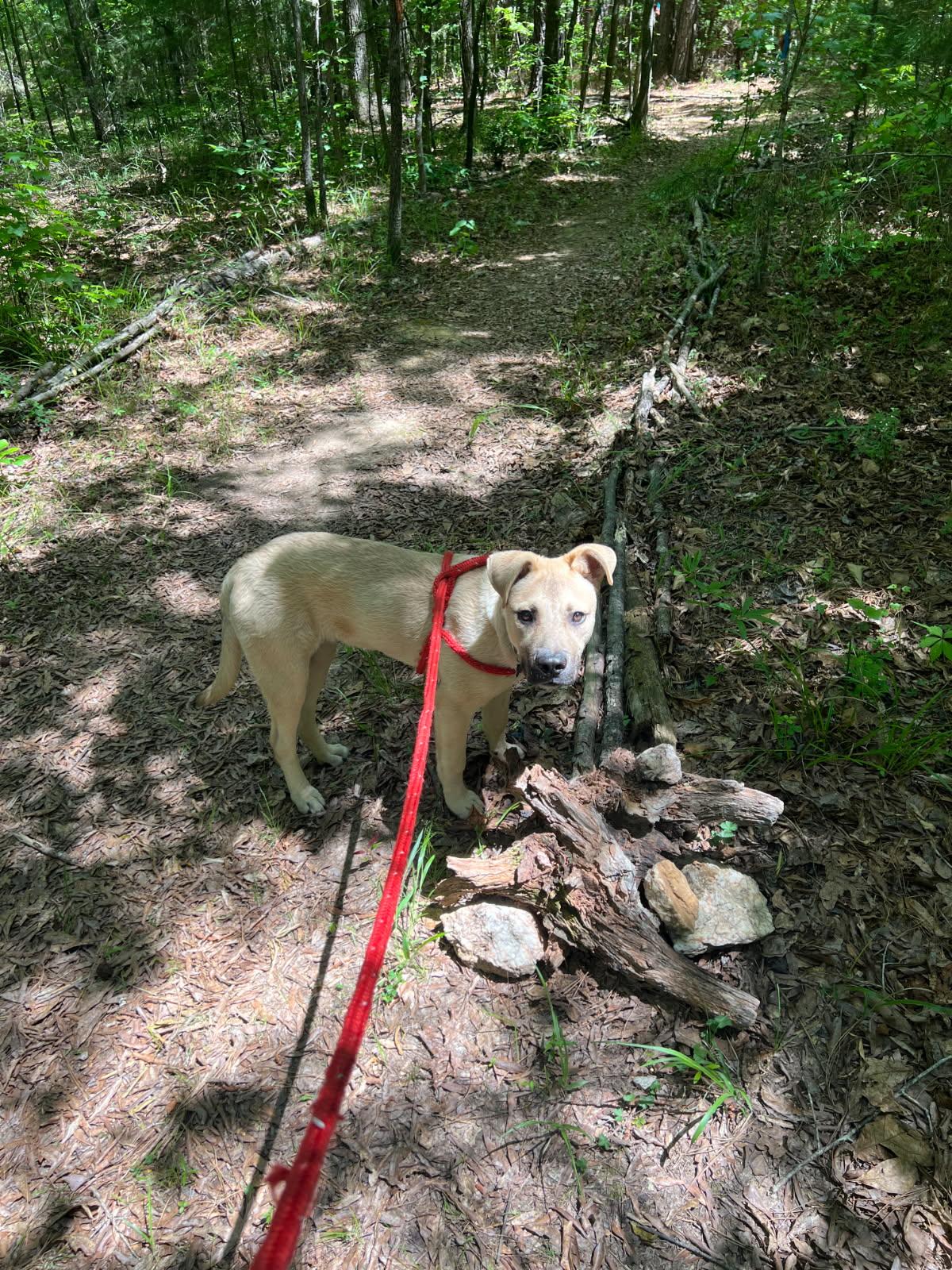 Enlarge Sloane, a Adoptable Mixed Breed in Mc Cormick, SC image 2/2