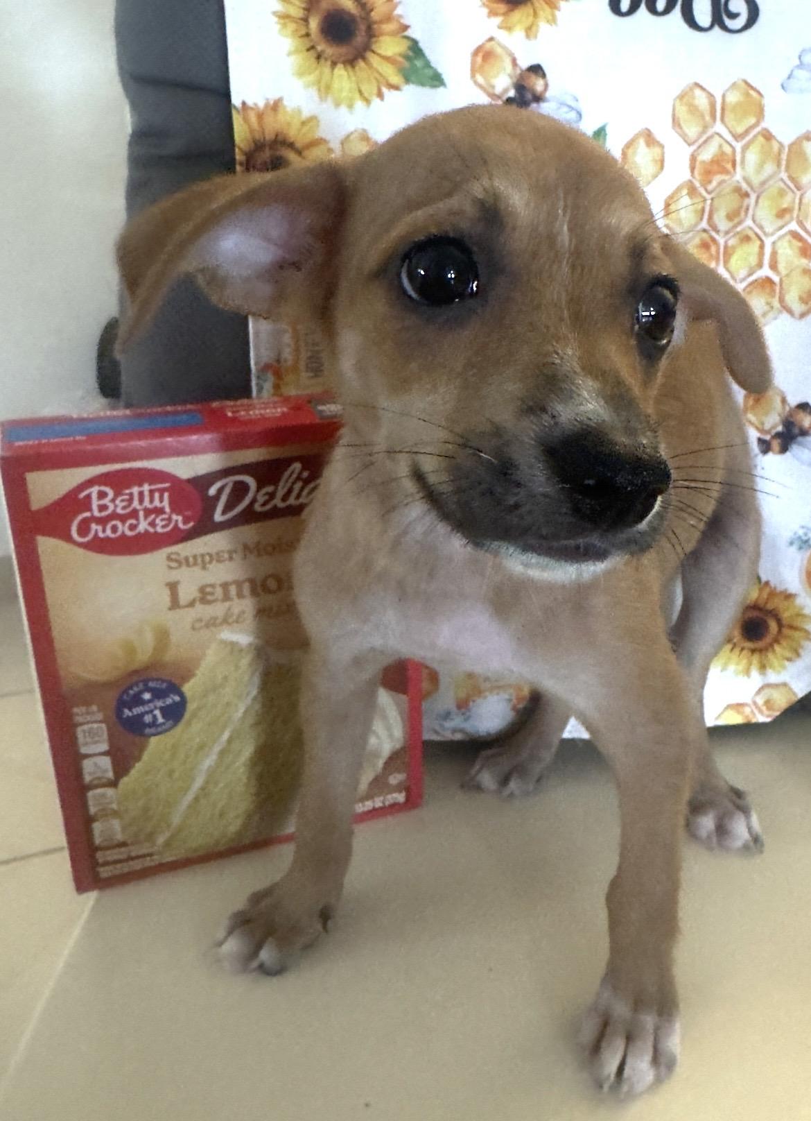Hope, a ADOPTABLE mixed breed in Virginia Beach, VA image 1/2