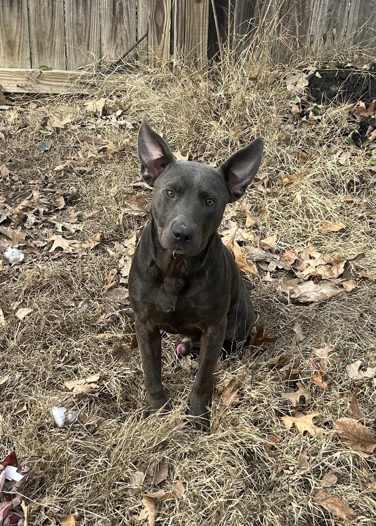 Sarge Jr., ADOPTABLE, Young Male Mixed Breed.