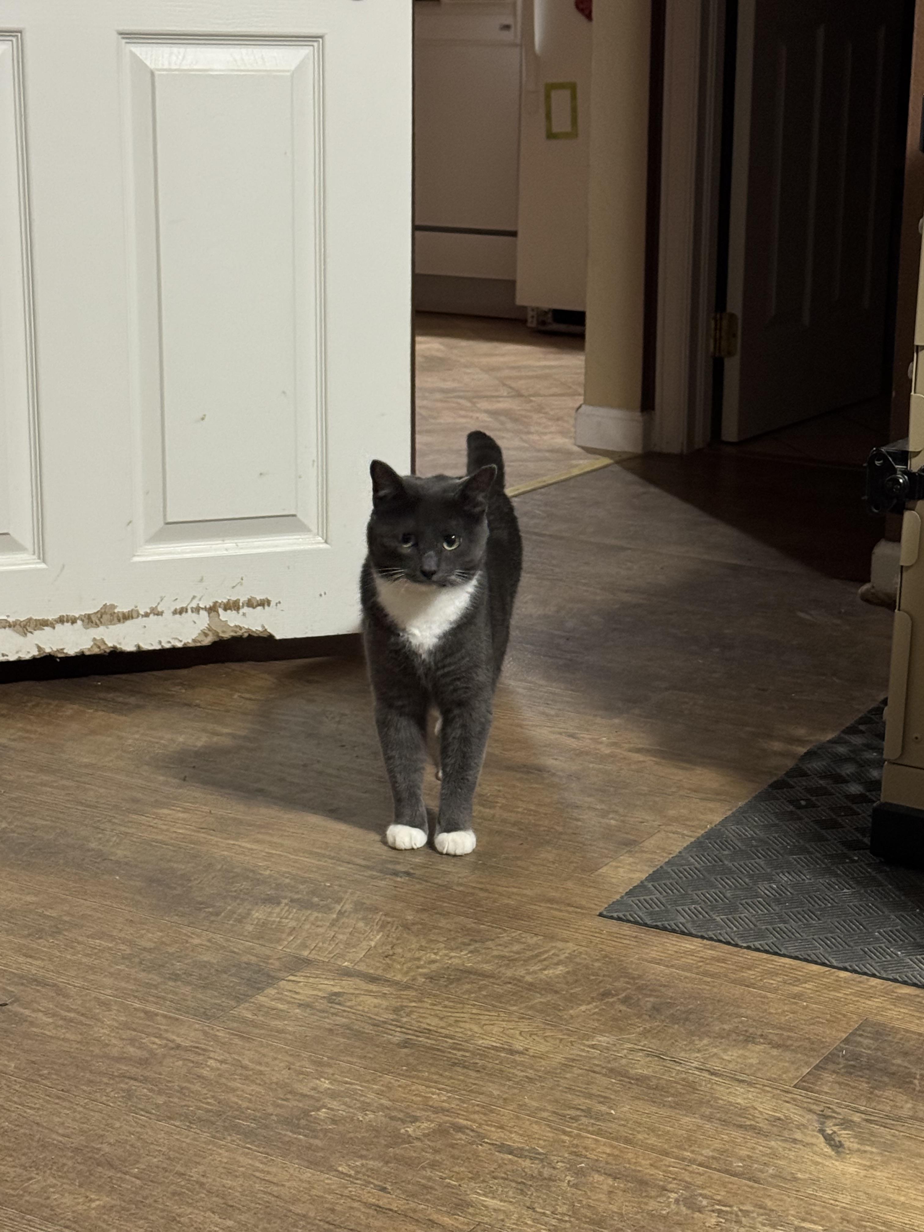 Enlarge Reginald, a ADOPTABLE Domestic Short Hair in Rawlins, WY image 2/3