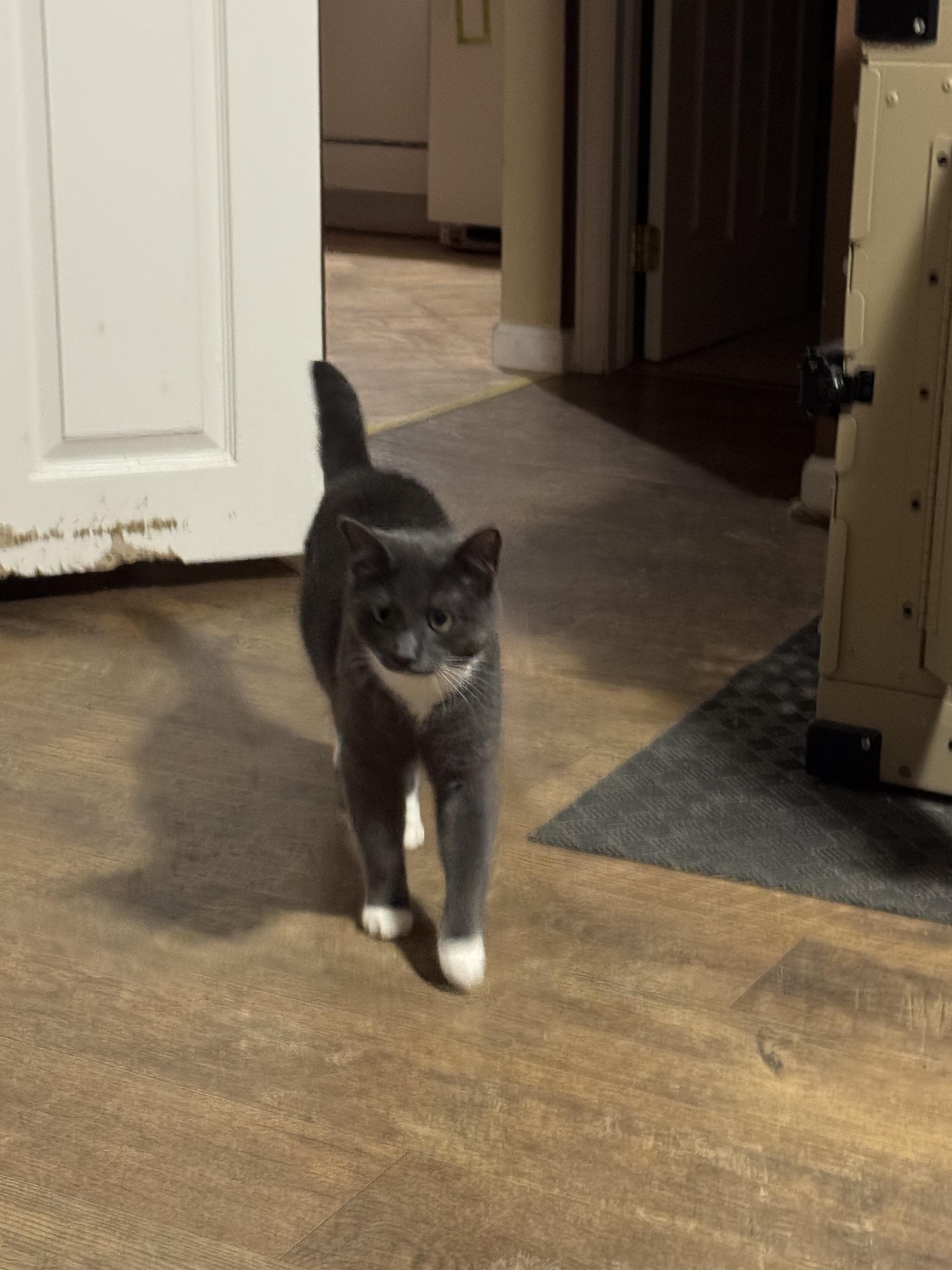 Enlarge Reginald, a ADOPTABLE Domestic Short Hair in Rawlins, WY image 1/3