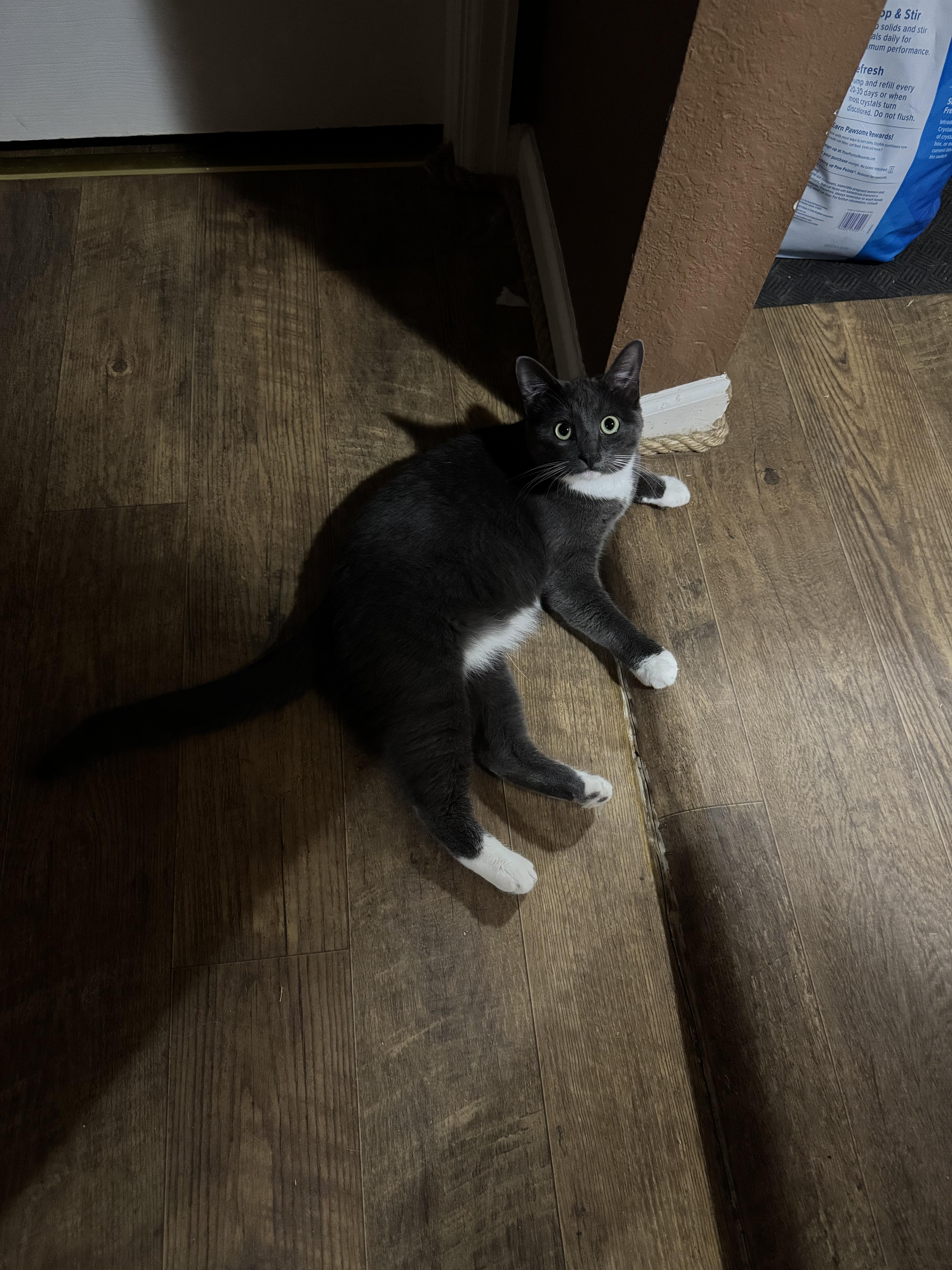 Enlarge Reginald, a ADOPTABLE Domestic Short Hair in Rawlins, WY image 3/3