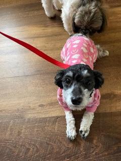 Luna, Adoptable, Young Female Miniature Poodle & Mixed Breed.