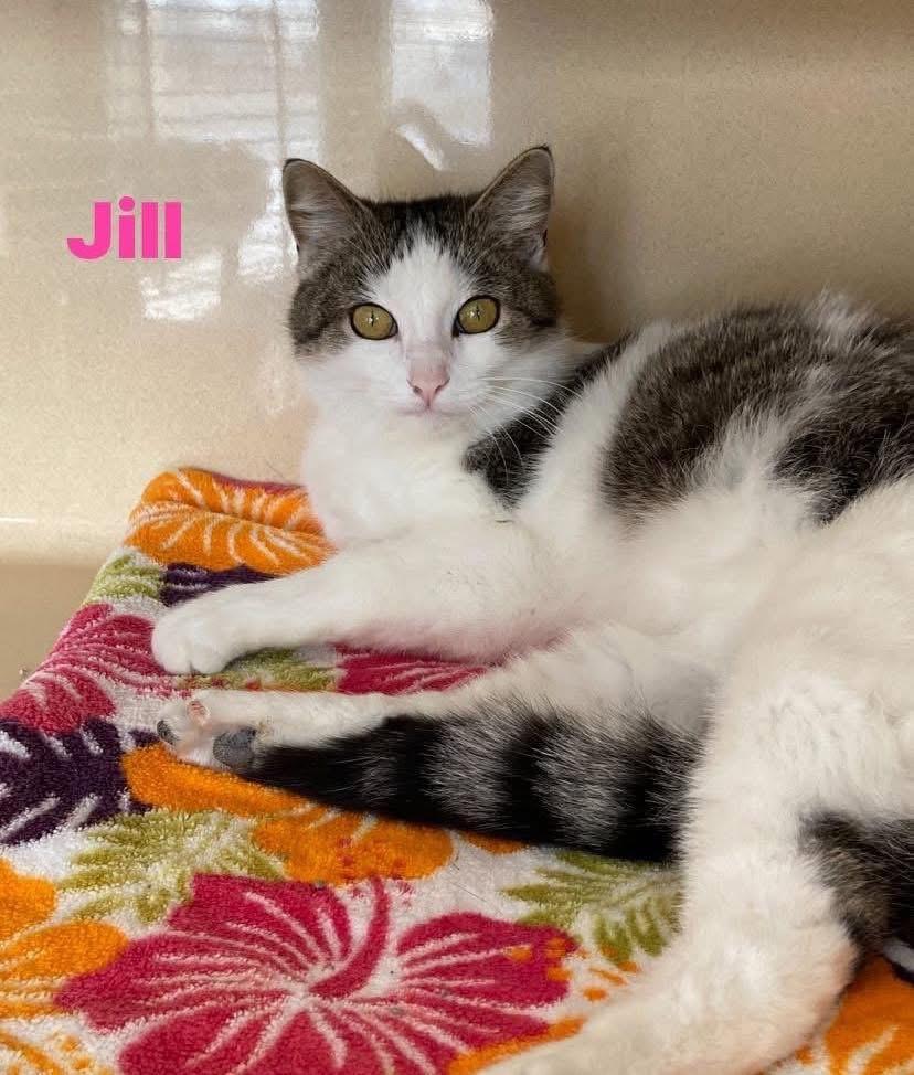 Jill , ADOPTABLE, Adult Female Domestic Short Hair.