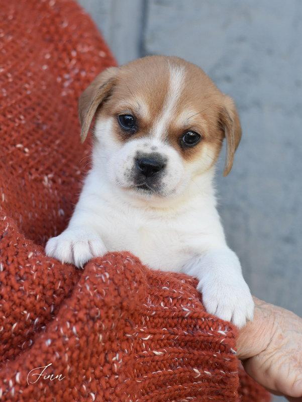 Finn, Adopted, Puppy Male Maltese & Cavalier King Charles Spaniel.