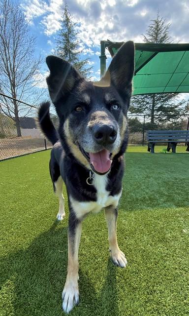 Enlarge ZUKO, a Adoptable German Shepherd Dog in Statesville, NC image 1/1