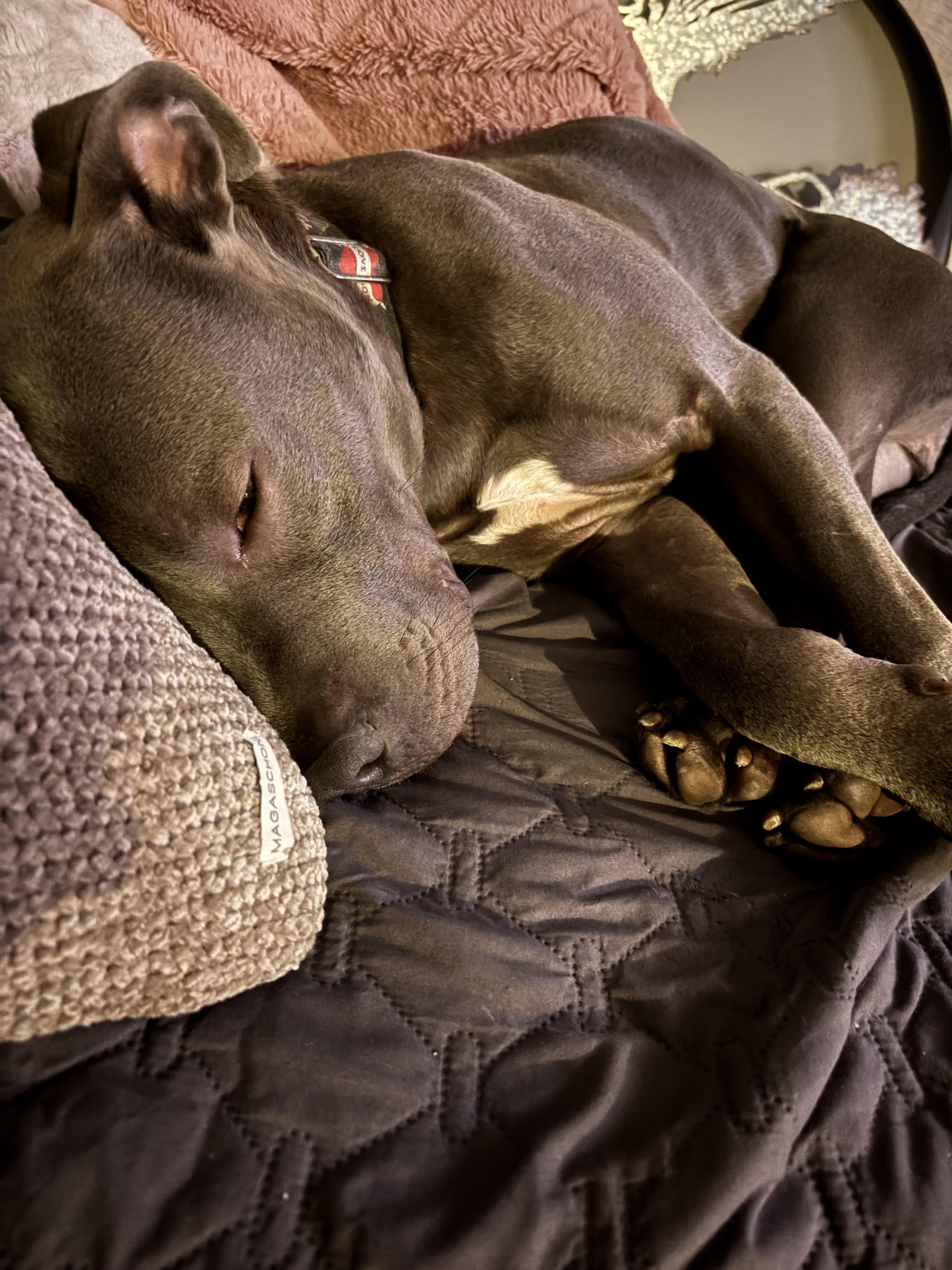 Chance, a Adoptable mixed breed in Lincoln, NE image 1/2