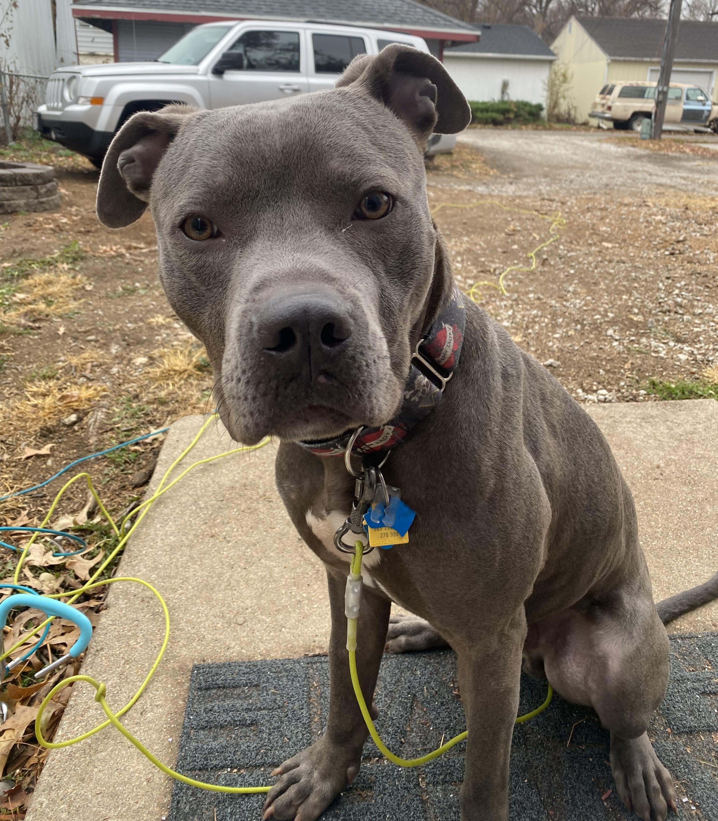 Chance, a Adoptable mixed breed in Lincoln, NE image 2/2