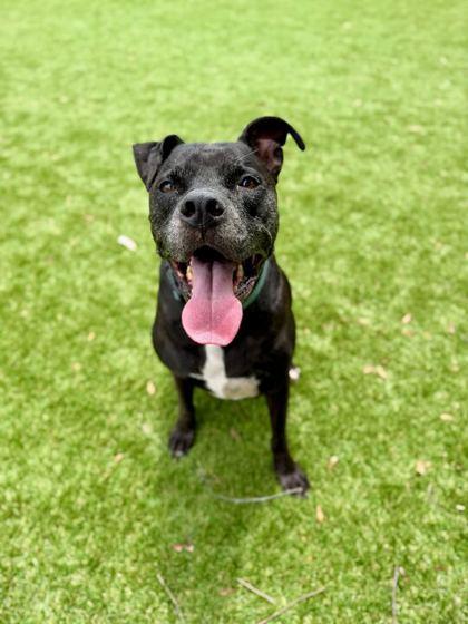 Enlarge Rye - 2, a Adoptable mixed breed in Daytona Beach, FL image 1/2