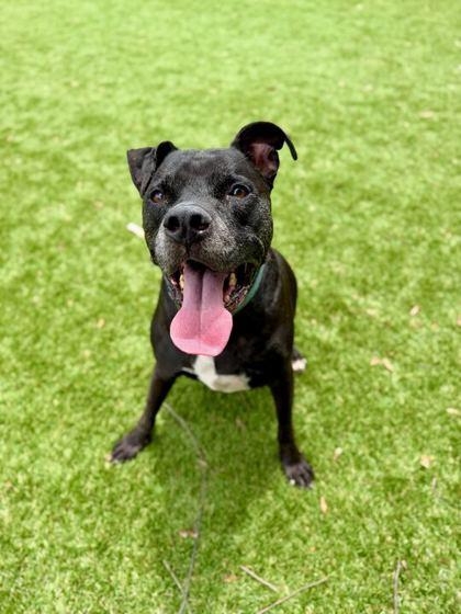 Enlarge Rye - 2, a Adoptable mixed breed in Daytona Beach, FL image 2/2