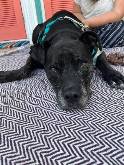 Rye - 2, a Adoptable mixed breed in Daytona Beach, FL image 2/3