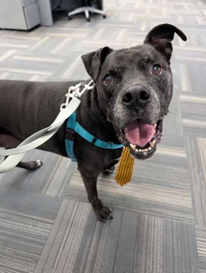 Rye - 2, a Adoptable mixed breed in Daytona Beach, FL image 3/3