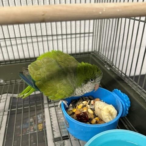 Tiki, Adoptable, Adult Male Parakeet (Other).