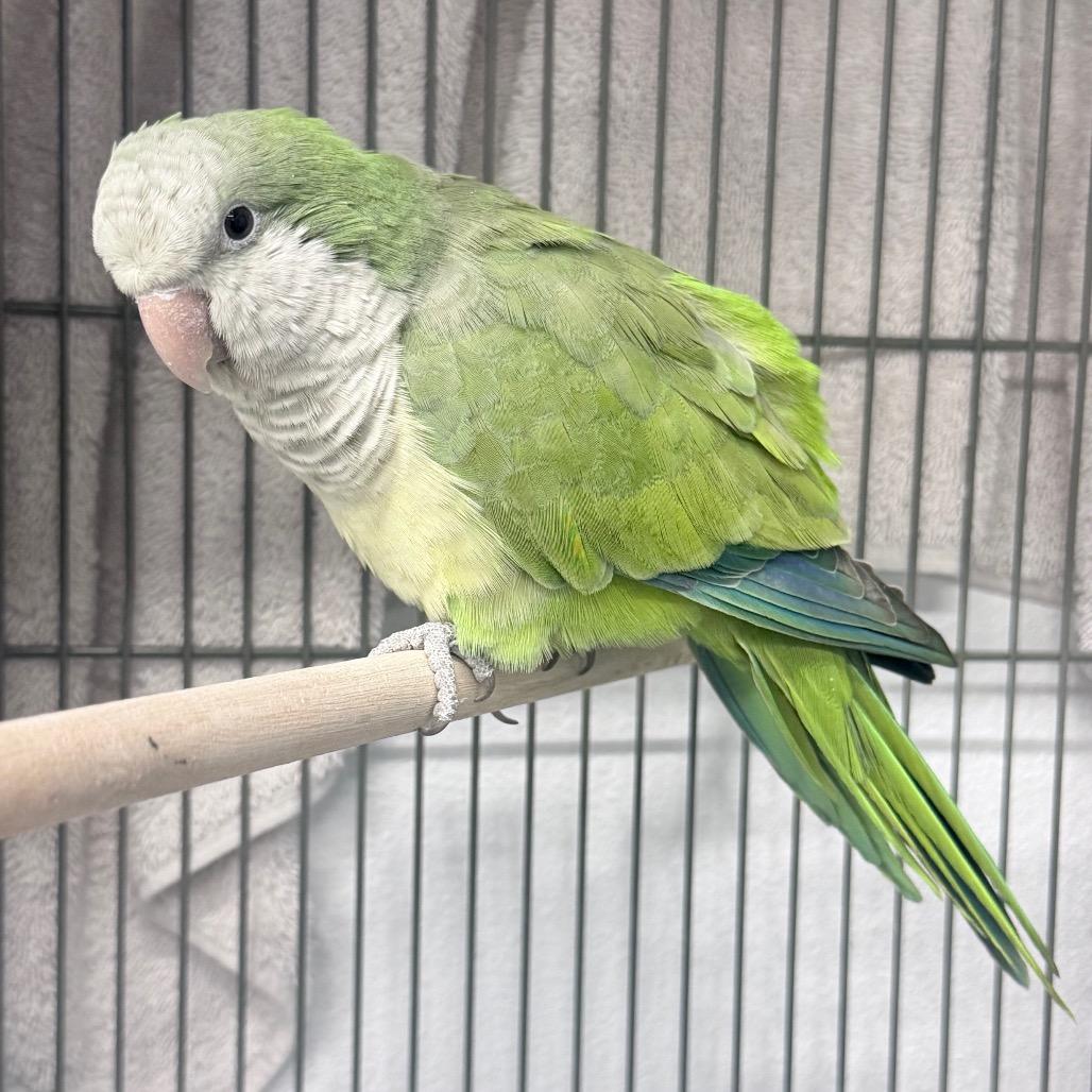 Enlarge Tiki, a Adoptable Parakeet (Other) in Henderson, NV image 2/2
