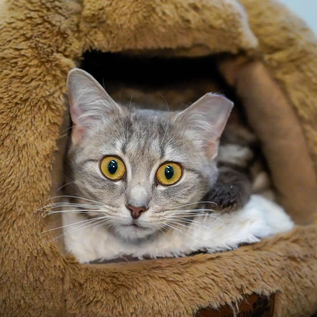 Enlarge Judy, a Adoptable Domestic Short Hair in Thomaston, ME image 1/3