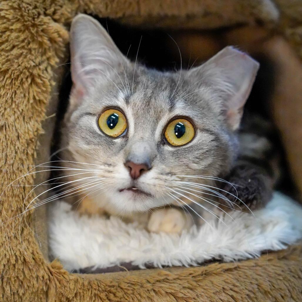 Enlarge Judy, a Adoptable Domestic Short Hair in Thomaston, ME image 2/3