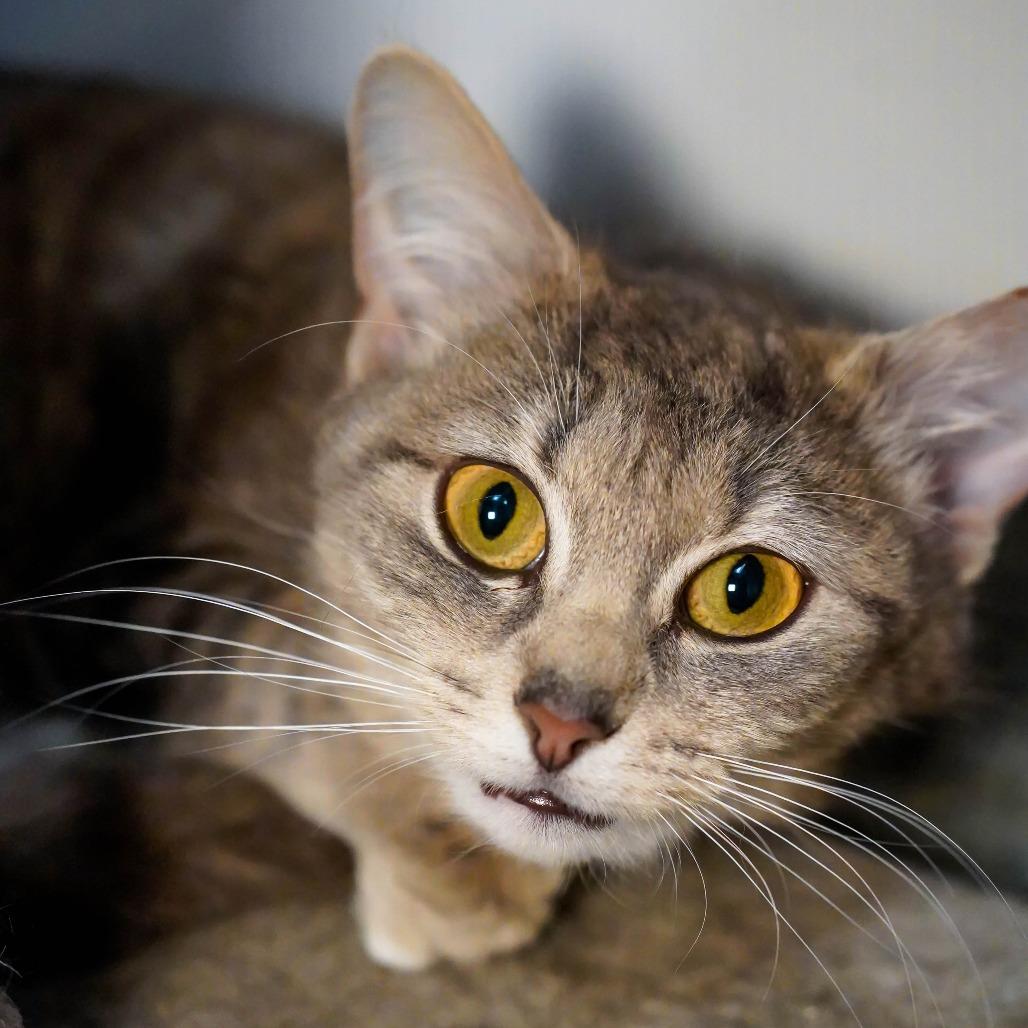 Enlarge Judy, a Adoptable Domestic Short Hair in Thomaston, ME image 3/3