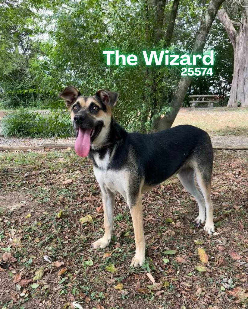 Enlarge The Wizard, a ADOPTABLE mixed breed in Oak Ridge, TN image 1/4