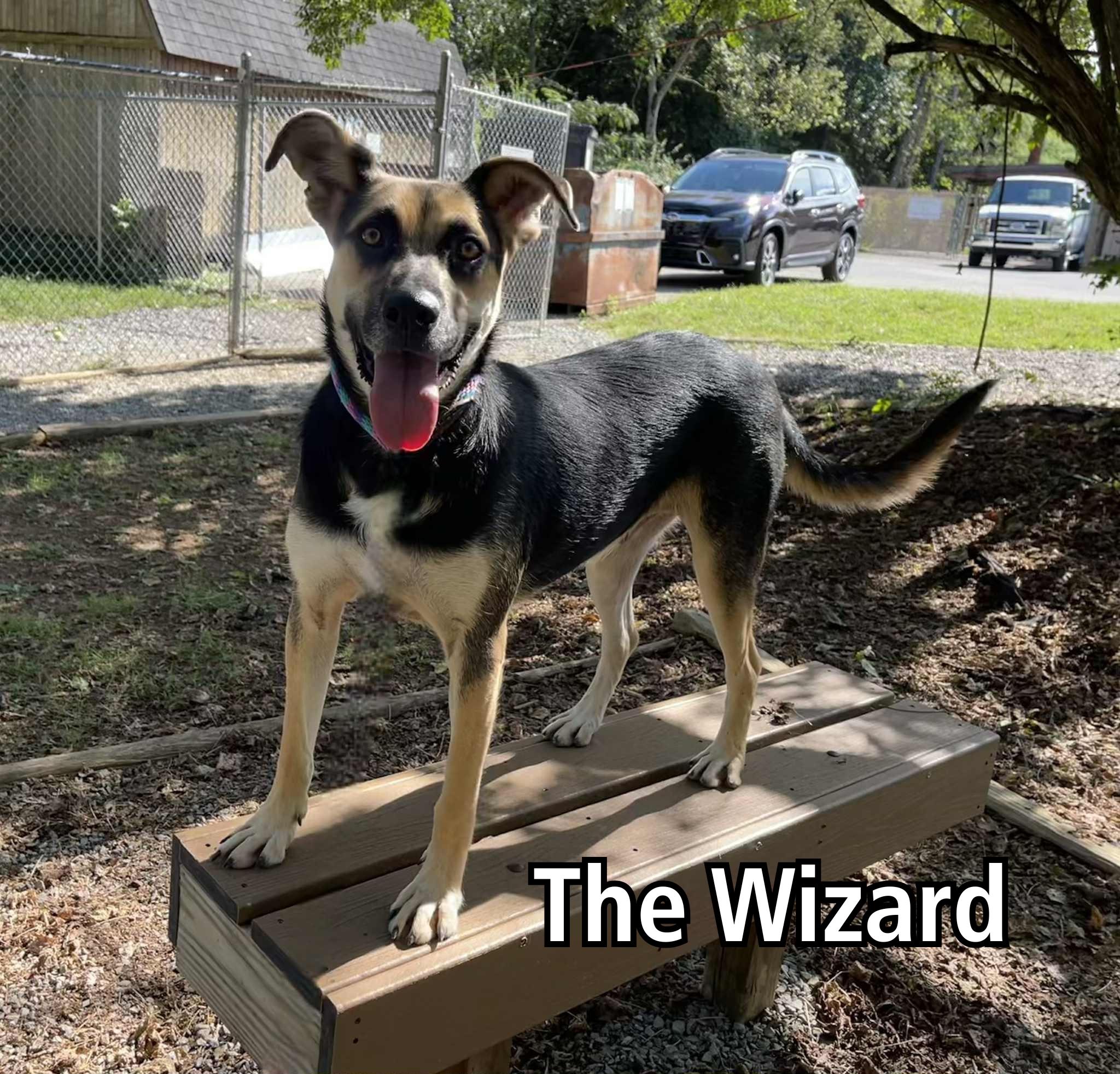 Enlarge The Wizard, a ADOPTABLE mixed breed in Oak Ridge, TN image 3/4