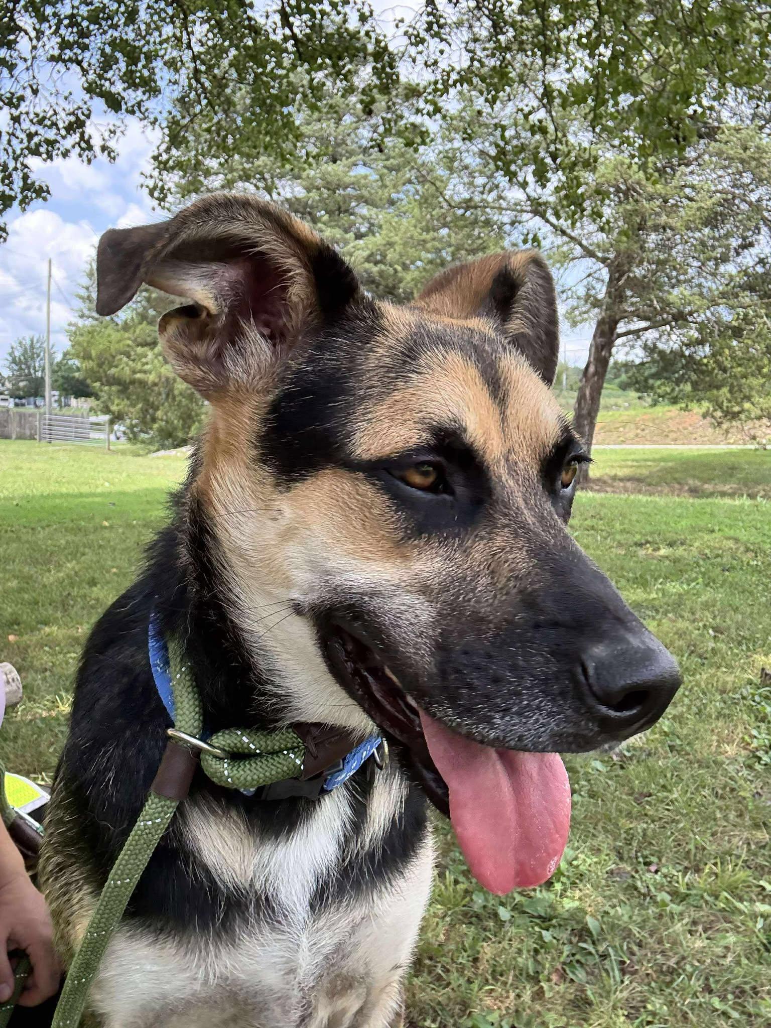 Enlarge The Wizard, a ADOPTABLE mixed breed in Oak Ridge, TN image 2/4