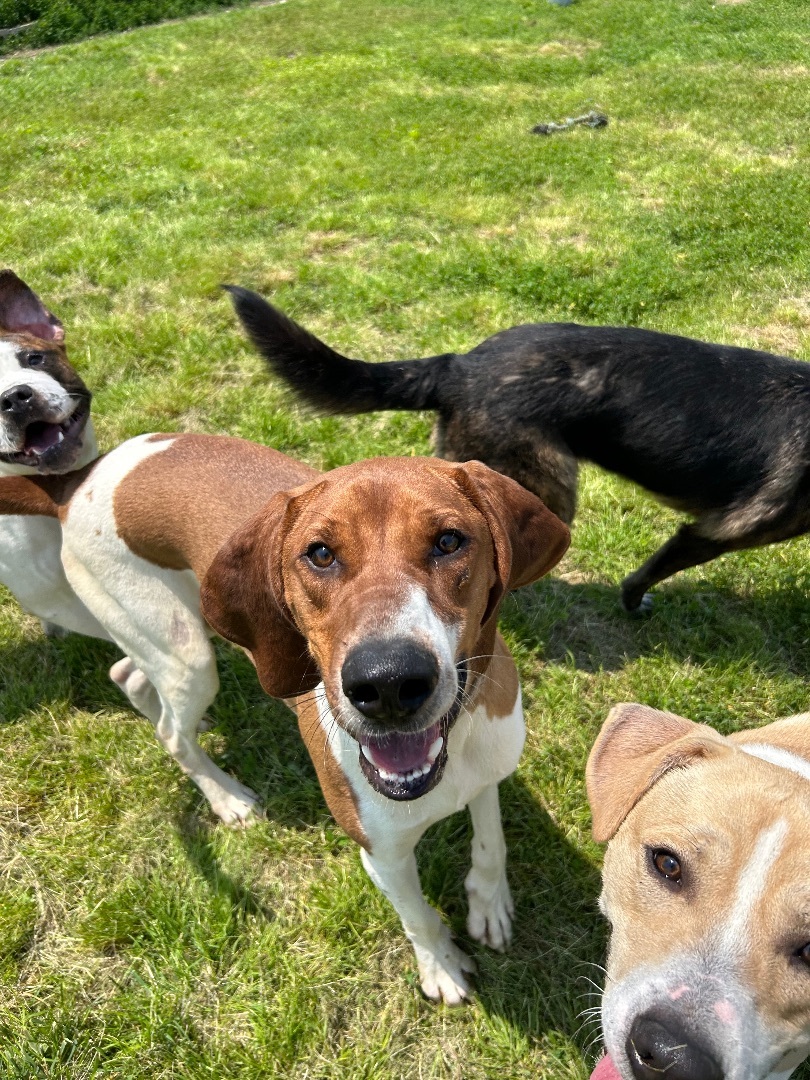Spot, a Adoptable Coonhound in Petersburg, IN image 1/9