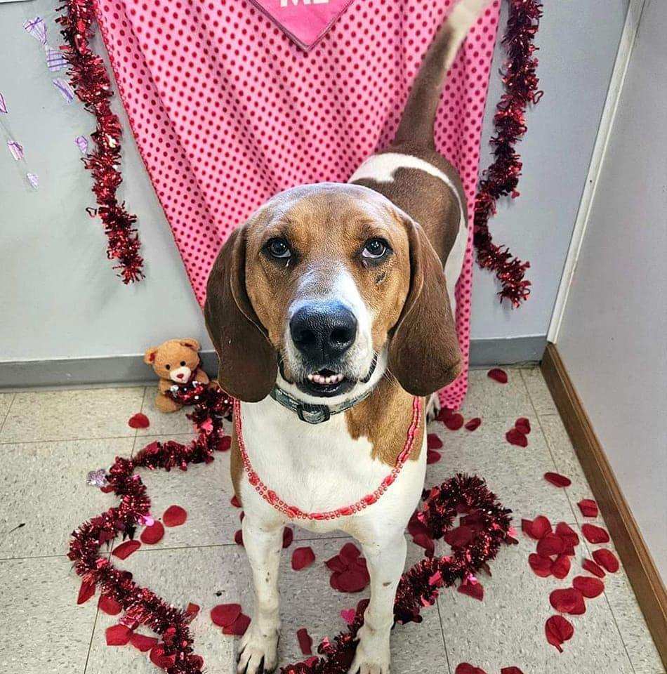 Spot, a Adoptable Coonhound in Petersburg, IN image 2/9