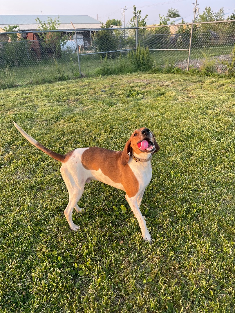 Spot, a Adoptable Coonhound in Petersburg, IN image 3/9