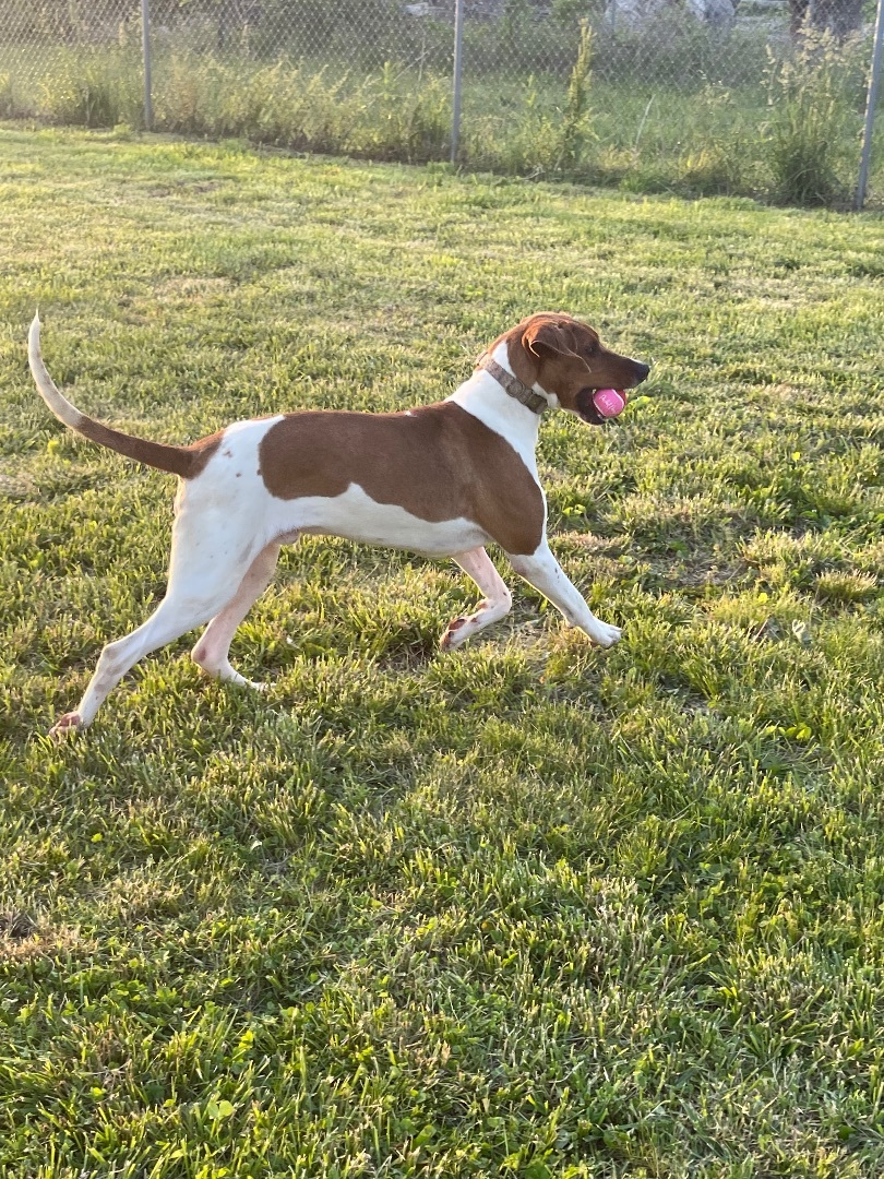 Spot, a Adoptable Coonhound in Petersburg, IN image 4/9