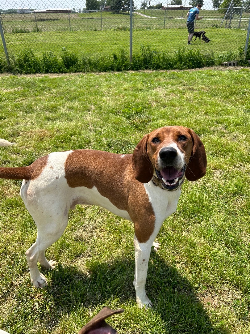Spot, a Adoptable Coonhound in Petersburg, IN image 5/9