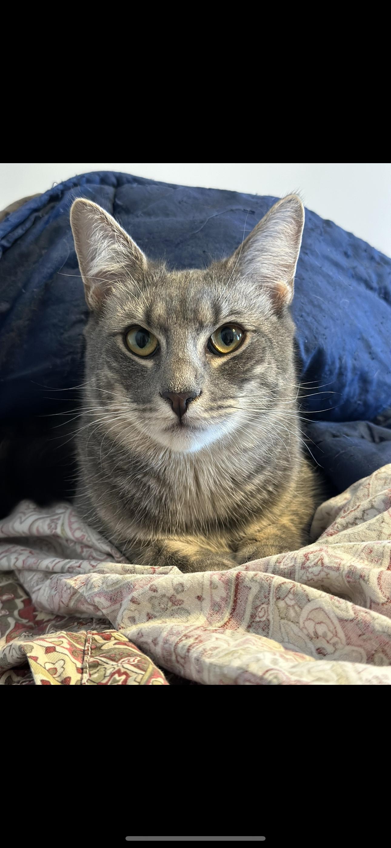 Bonnie, ADOPTABLE, Young Female American Shorthair.
