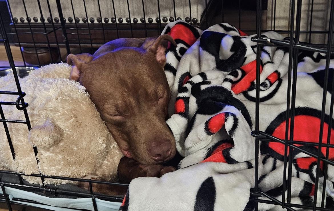 Enlarge Pete, a Adopted mixed breed in East Brunswick, NJ image 3/4