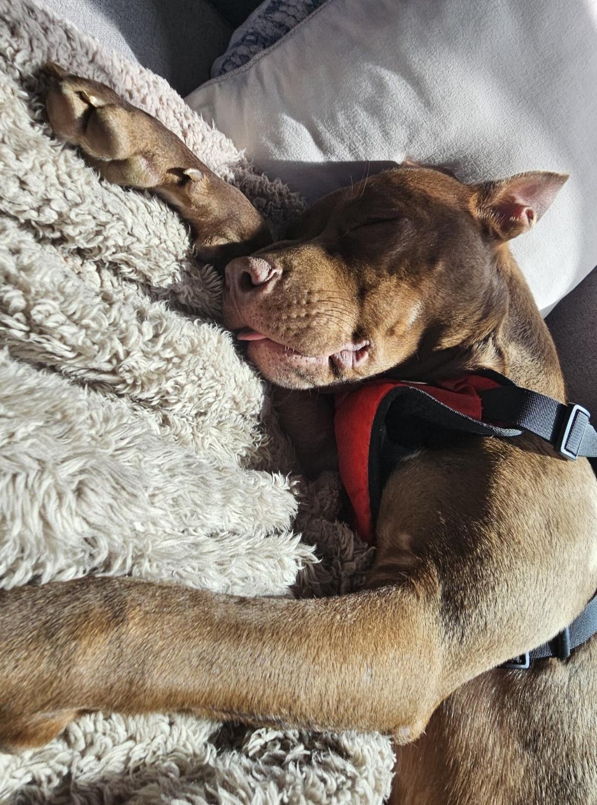 Enlarge Pete, a Adopted mixed breed in East Brunswick, NJ image 4/4