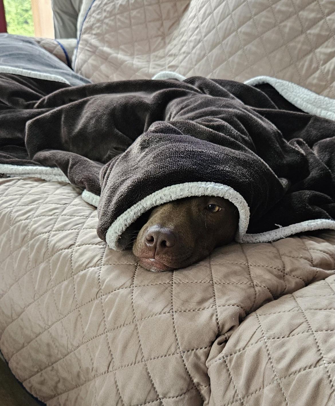 Enlarge Pete, a Adopted mixed breed in East Brunswick, NJ image 2/4