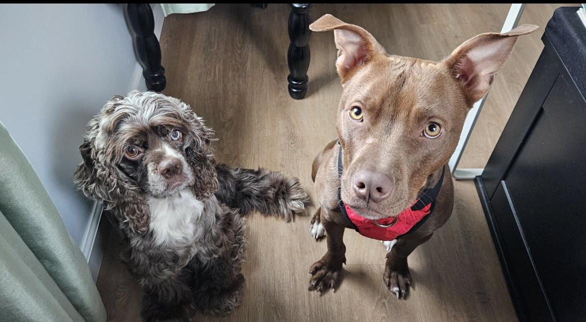 Pete, Adopted, Young Male Terrier.