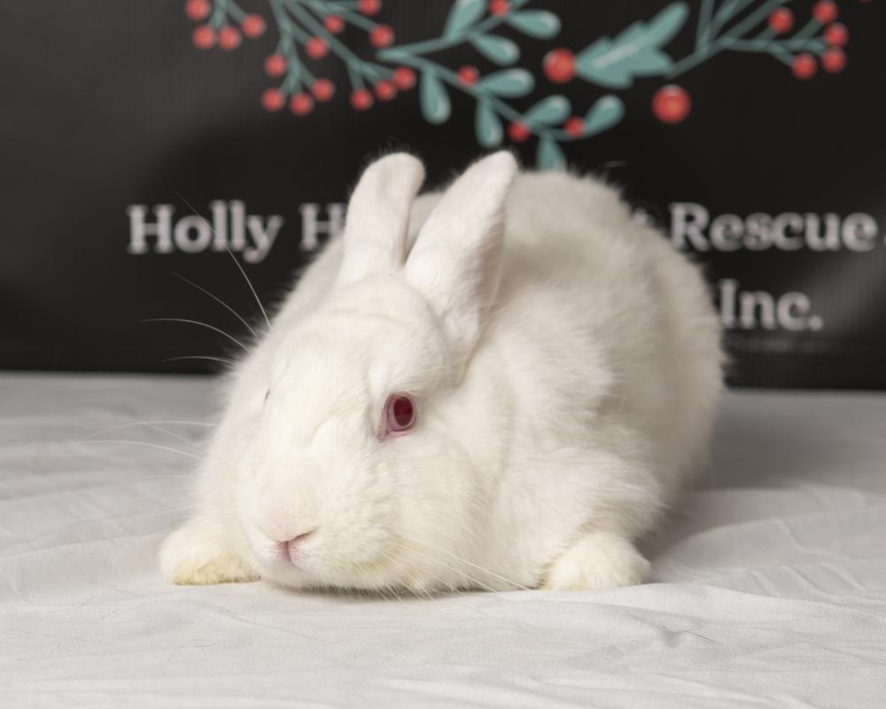 Enlarge Piper, a Adoptable American in Deltona, FL image 1/1