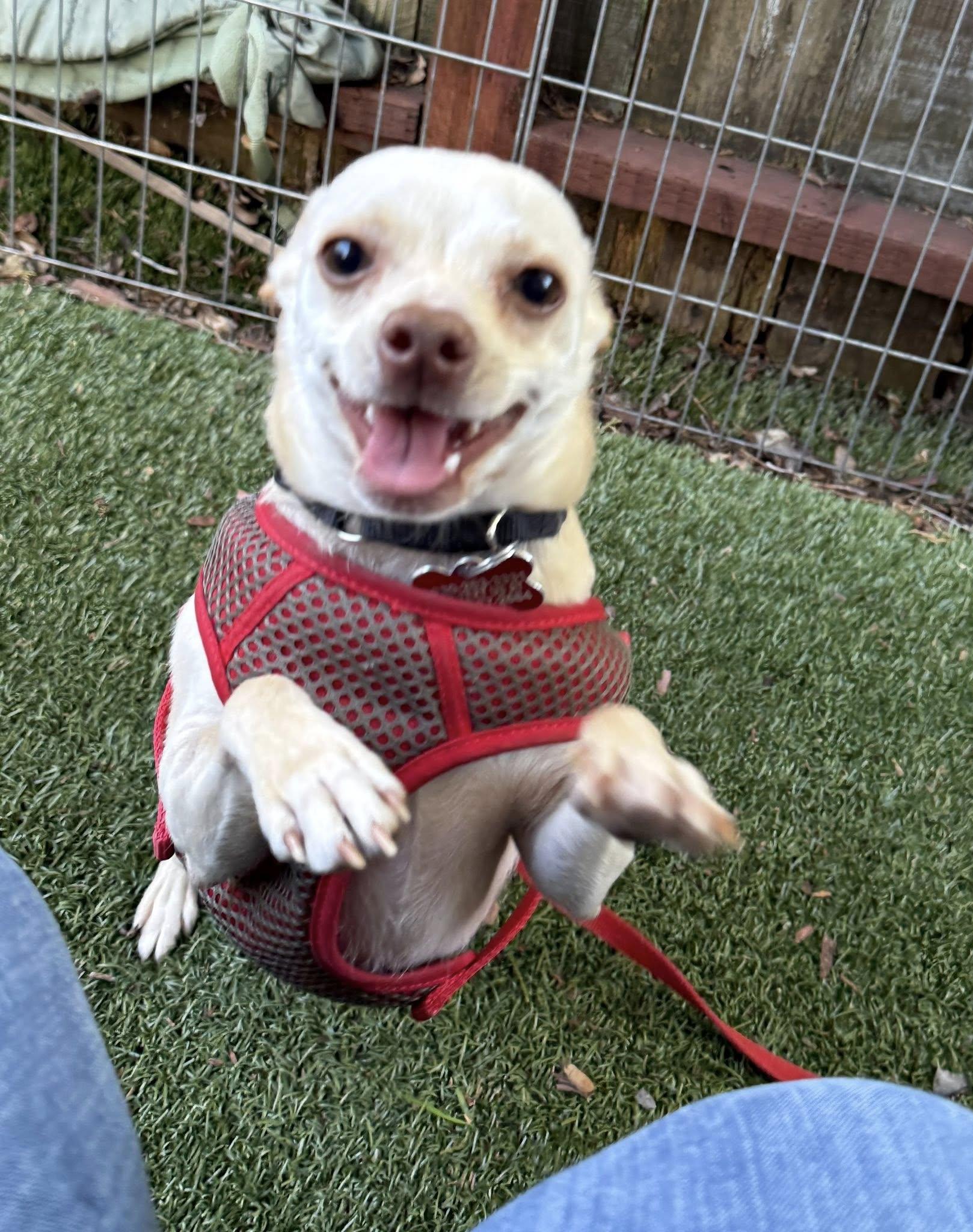Enlarge Storm, a ADOPTABLE Chihuahua in Grass Valley, CA image 2/2