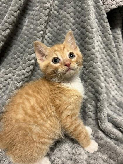 Enlarge Griffin, a Adoptable mixed breed in Spruce Pine, NC image 1/1