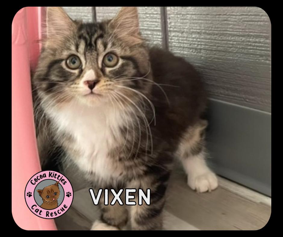 Enlarge Vixen, a Adopted mixed breed in Hershey, PA image 1/1