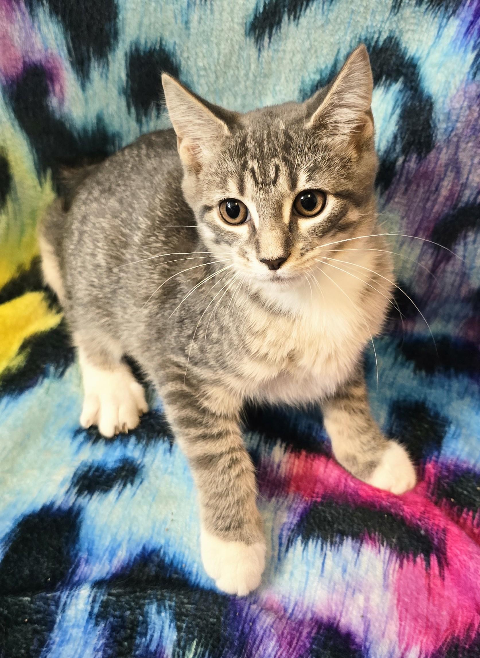WINONAH, a ADOPTABLE Domestic Short Hair in Chicago Ridge, IL image 2/4