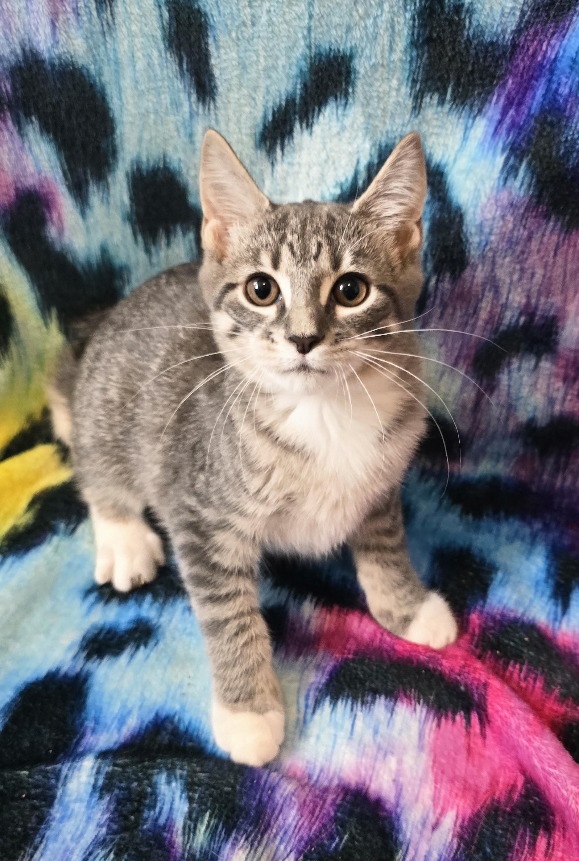 WINONAH, a ADOPTABLE Domestic Short Hair in Chicago Ridge, IL image 1/4