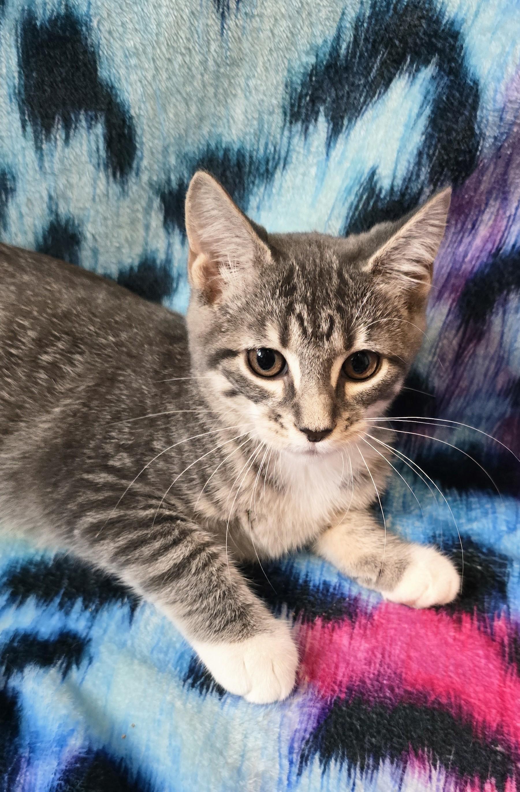 WINONAH, a ADOPTABLE Domestic Short Hair in Chicago Ridge, IL image 4/4